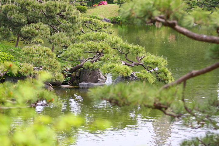 「　アオサギの寝言　」　清澄庭園　アオサギ_f0164989_351051.jpg