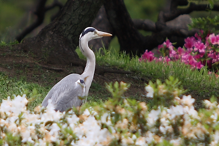 「　アオサギの寝言　」　清澄庭園　アオサギ_f0164989_3515449.jpg