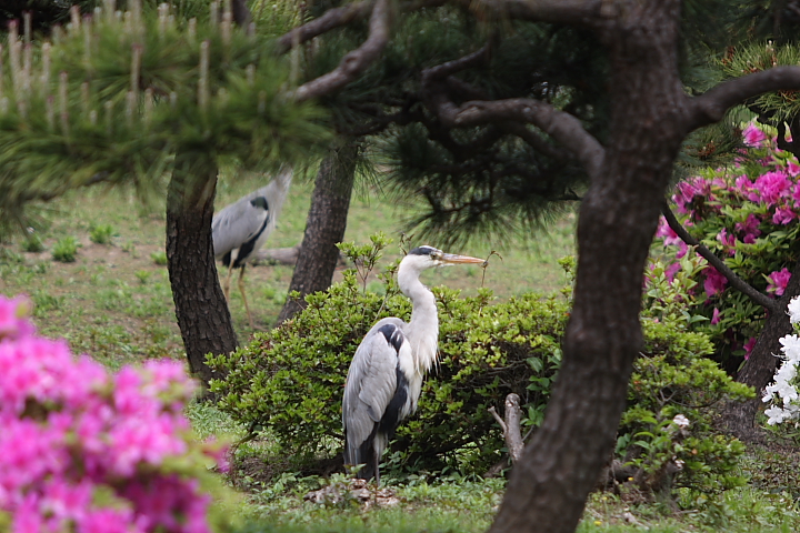 「　アオサギの寝言　」　清澄庭園　アオサギ_f0164989_353618.jpg