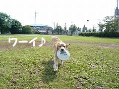 ヘタレ小僧♪_d0108890_1523428.jpg