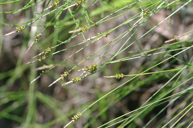 e0070891_2145731.jpg