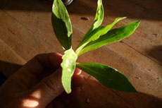 野草のラビオリ_f0106597_1939461.jpg