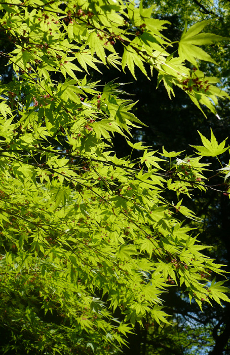 b0158403_9185797.jpg
