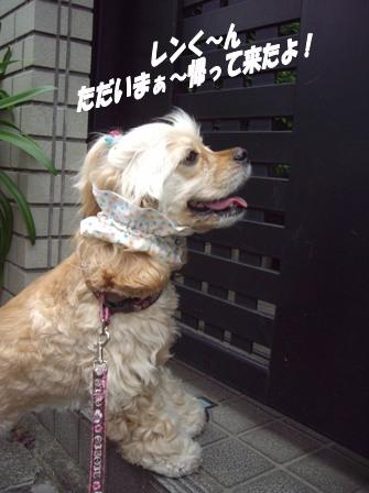 狂犬病ワクチン＆フィラリアのお薬_c0128303_01539.jpg