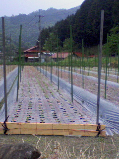 e0124705_2353559.jpg