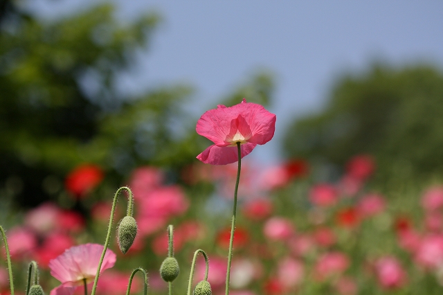 花フェスタ記念公園_a0116107_16441992.jpg