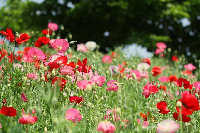 花フェスタ記念公園_a0116107_16461433.jpg