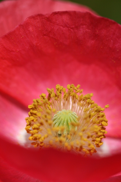 花フェスタ記念公園_a0116107_16473811.jpg