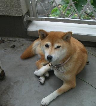 笑う犬2 ようこそ狛江の家庭塾へ 笑う犬2 ようこそ狛江の家庭塾へ
