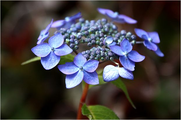 　　庭の薔薇 ④_c0100214_21405033.jpg