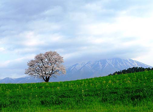 イーハトーブ釣づれ紀行－小岩井の一本桜_c0177814_1125046.jpg