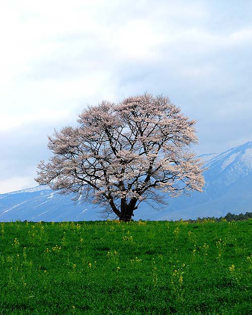 イーハトーブ釣づれ紀行－小岩井の一本桜_c0177814_141746.jpg