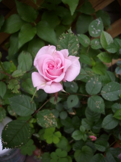 c0172620_16172744.jpg