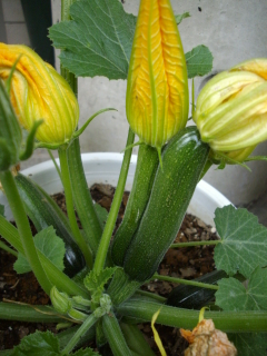 c0172620_165762.jpg