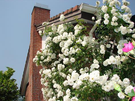 d0111723_17202271.jpg