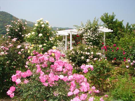 d0111723_1724311.jpg