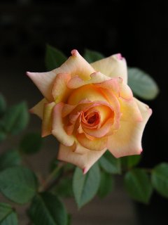 b0031925_2128149.jpg