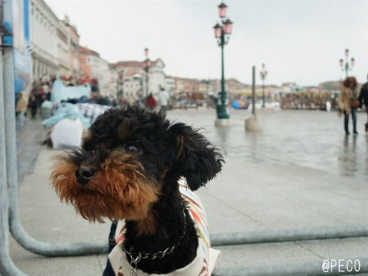 愛犬と行く海外旅行　２００９　憂いの町。_b0083925_16153947.jpg