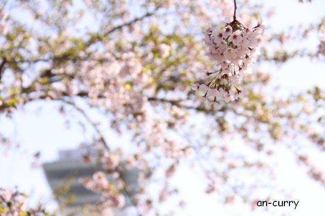 五稜郭の桜_f0165328_1574576.jpg