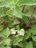 f0167635_6302853.jpg