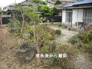 植木の伐採・剪定作業二日目_f0031037_20241753.jpg