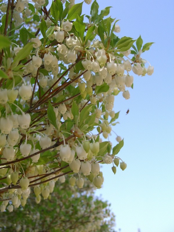 ブルーベリーに似た花 宇宙の果て