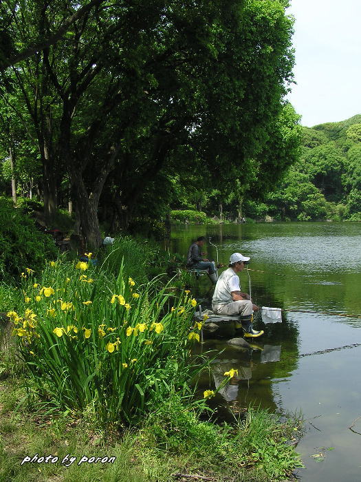 山田池公園は、だんだんと新緑が濃くなってきました。_c0137342_1042882.jpg