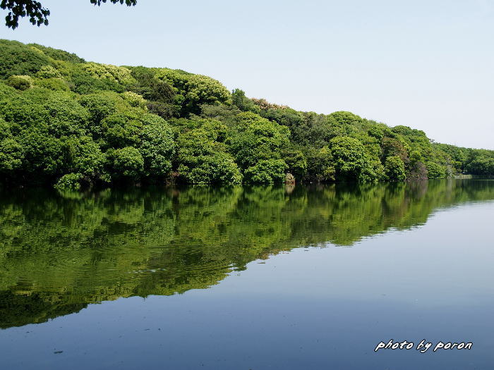 山田池公園は、だんだんと新緑が濃くなってきました。_c0137342_1052783.jpg