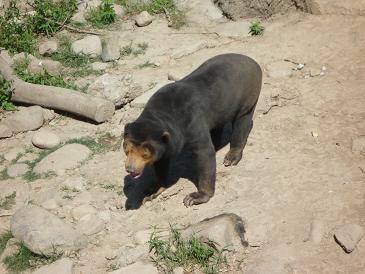 上海旅行記いきなり番外編・上海動物園の巻_e0163545_12521779.jpg