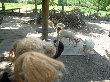 上海旅行記いきなり番外編・上海動物園の巻_e0163545_12583661.jpg