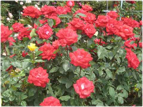 【薔薇の季節】_b0009849_13251841.jpg