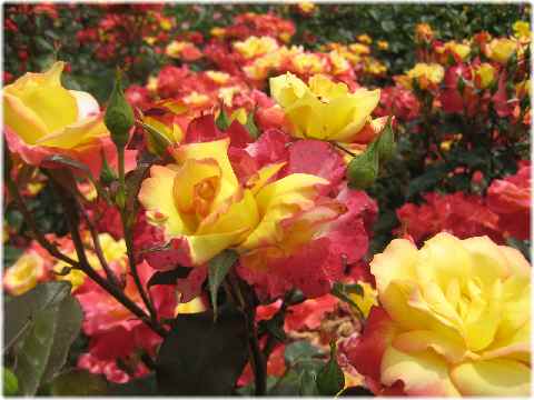 【薔薇の季節】_b0009849_13255945.jpg
