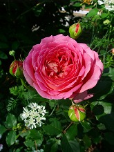 薔薇 真っ盛り_f0207652_10262115.jpg