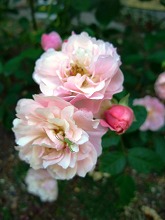 薔薇 真っ盛り_f0207652_1027523.jpg