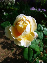薔薇 真っ盛り_f0207652_1028228.jpg