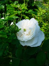 薔薇 真っ盛り_f0207652_10295029.jpg