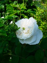 薔薇　真っ盛り_f0207652_10295029.jpg