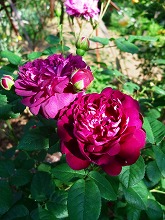 薔薇 真っ盛り_f0207652_10302767.jpg