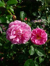薔薇 真っ盛り_f0207652_10363313.jpg