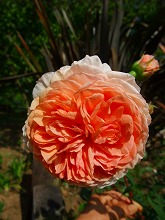薔薇 真っ盛り_f0207652_1037633.jpg