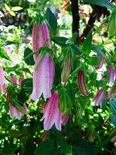 薔薇 真っ盛り_f0207652_10385574.jpg