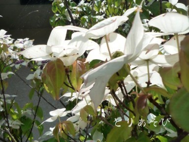 e0147757_20143472.jpg