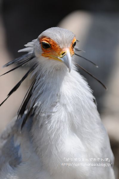 愛鳥週間 動物園でお散歩