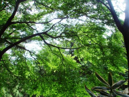 GWアルバム ~Mt.TAKAO~_c0119259_1404940.jpg