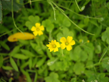 名もなき花_d0045159_13454549.jpg