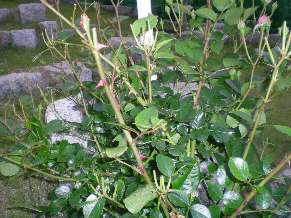 2009年5月12日(火)ギャ~!キョンやら虫やら!_f0060461_21161627.jpg