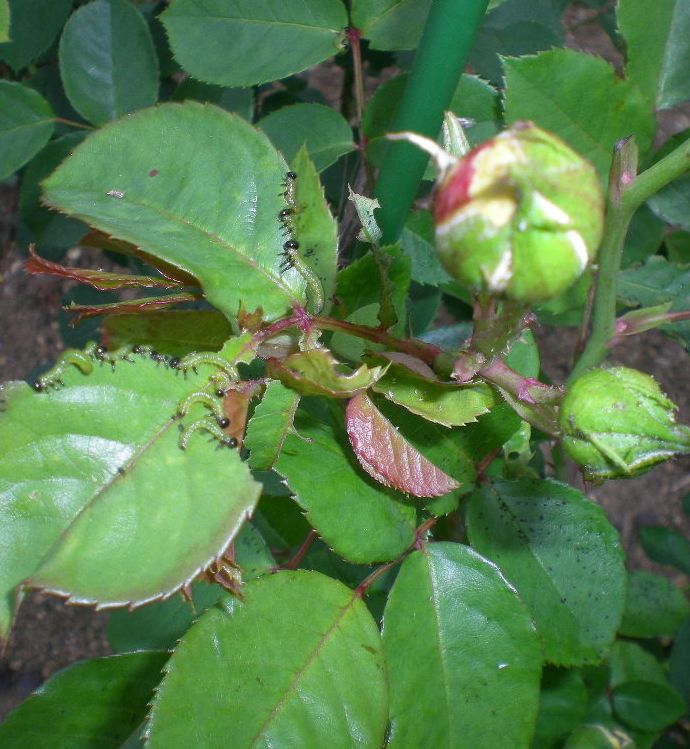 2009年5月12日(火)ギャ~!キョンやら虫やら!_f0060461_21284748.jpg