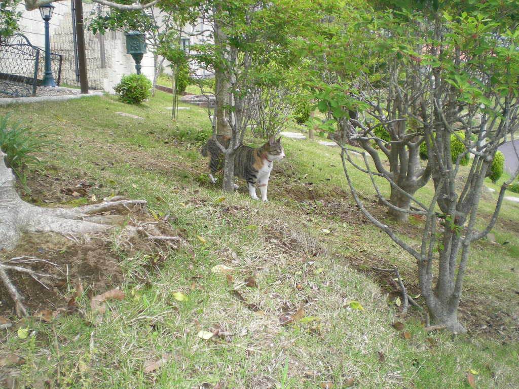 2009年5月12日(火)ギャ~!キョンやら虫やら!_f0060461_2135482.jpg