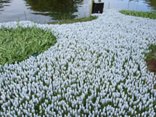 f0185066_115903.jpg