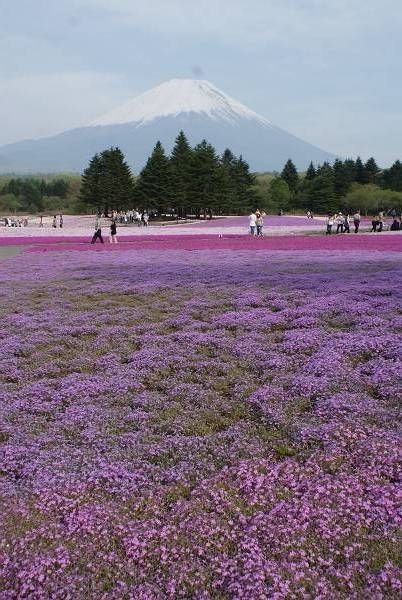 富士と芝桜_b0019567_043224.jpg